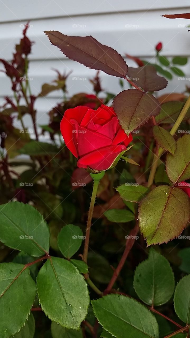Red rose