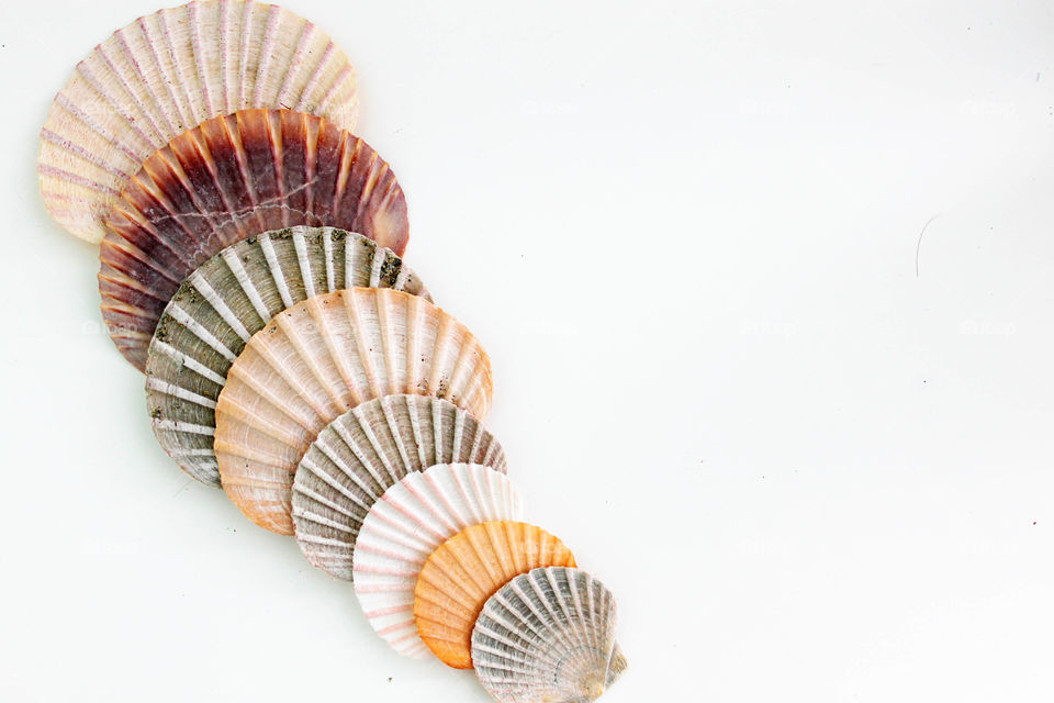 Row of scallop seashell