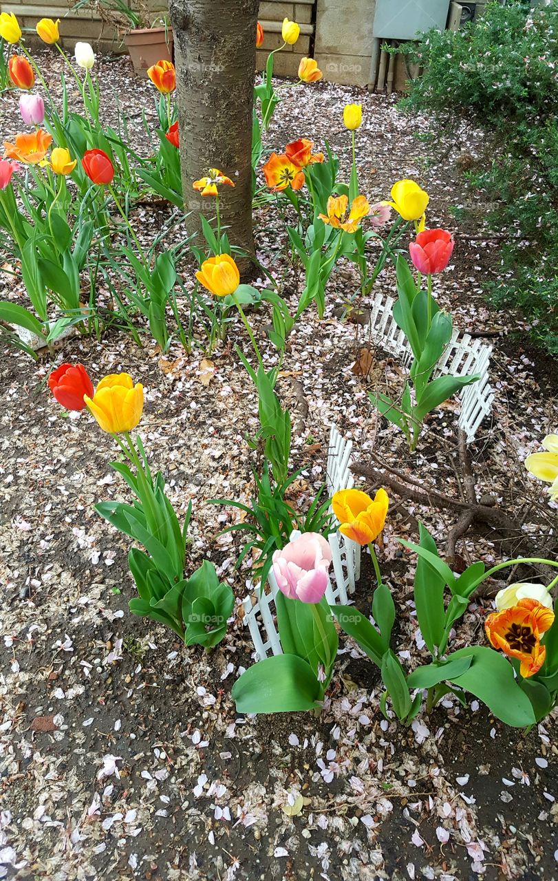 different colored crocuses in garden
