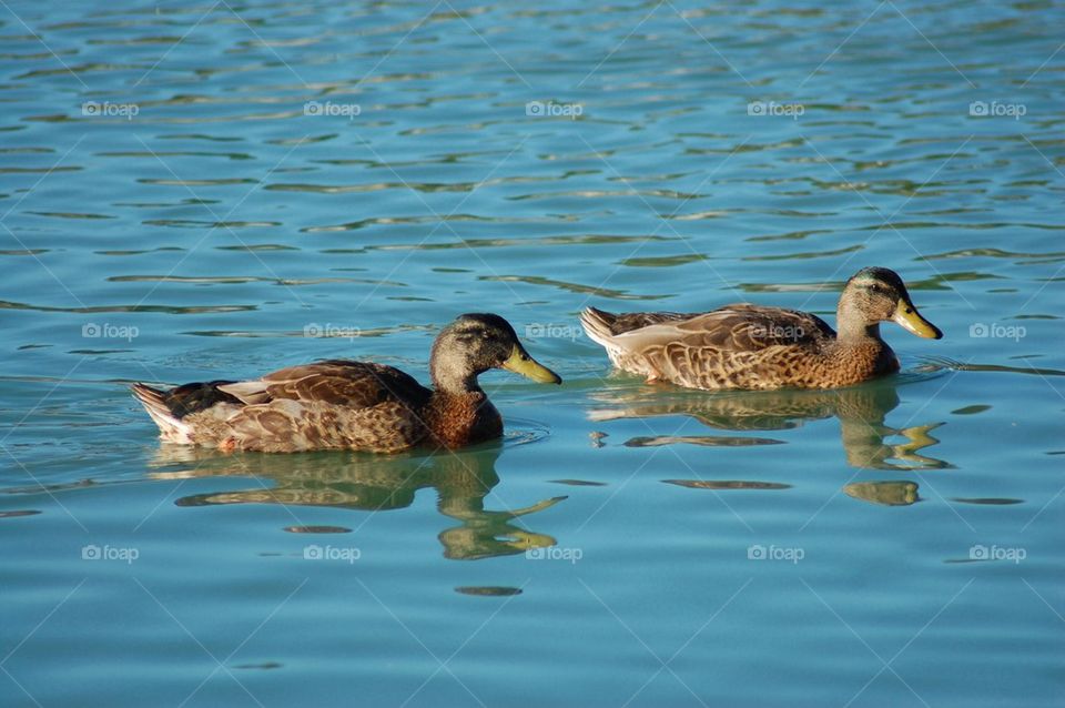 Mallard ducks