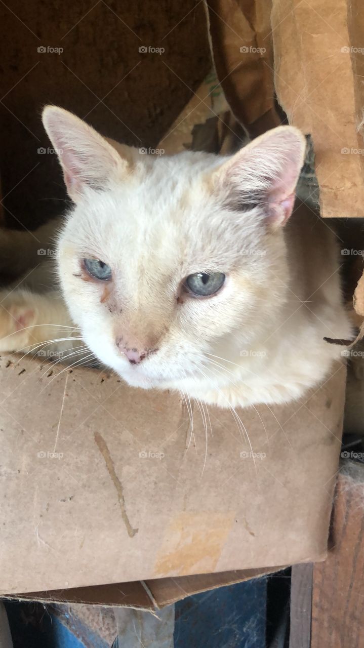 old cat in a box outside with blue eyes white fur in the daytime and soft fur white and yellow coat