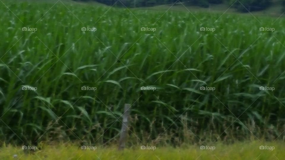 corn 1
