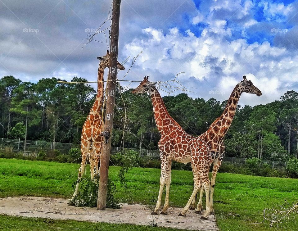 Giraffe's