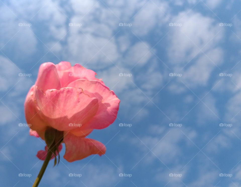 rose and blue sky. flower background.