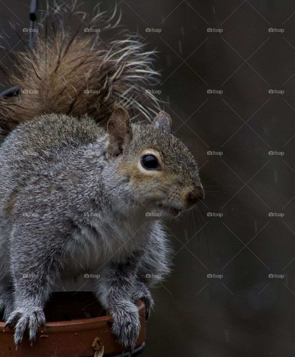 A squirrel found a good snack on my porch during a Spring Shower