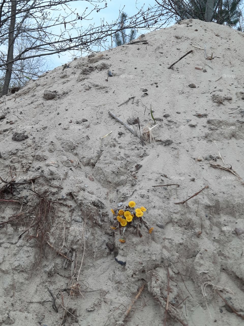 wild yellow flowers of coltsfoot (Tussilago farfara) –growing on sand