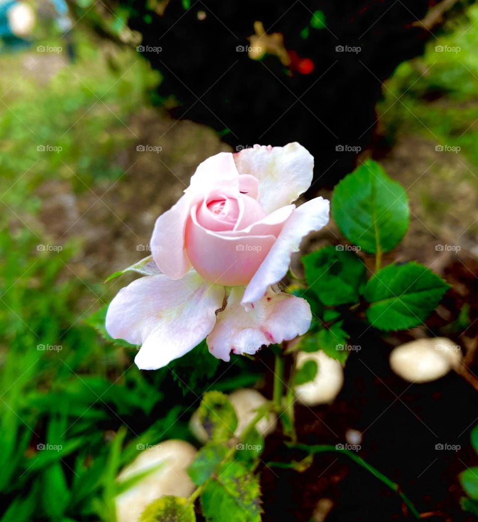 🌹 🇺🇸 Very beautiful flowers to brighten our day.  Live nature and its beauty. Did you like the delicate petals? / 🇧🇷 Flores muito bonitas para alegrar nosso dia. Viva a natureza e sua beleza. Gostaram das pétalas delicadas? 