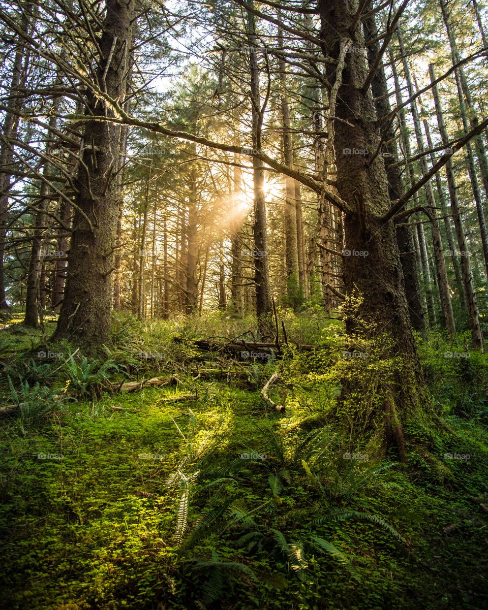 Sun shining through trees