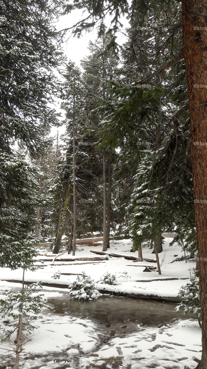 Snowy forest