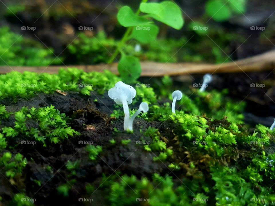 Small Mushroom & Moss