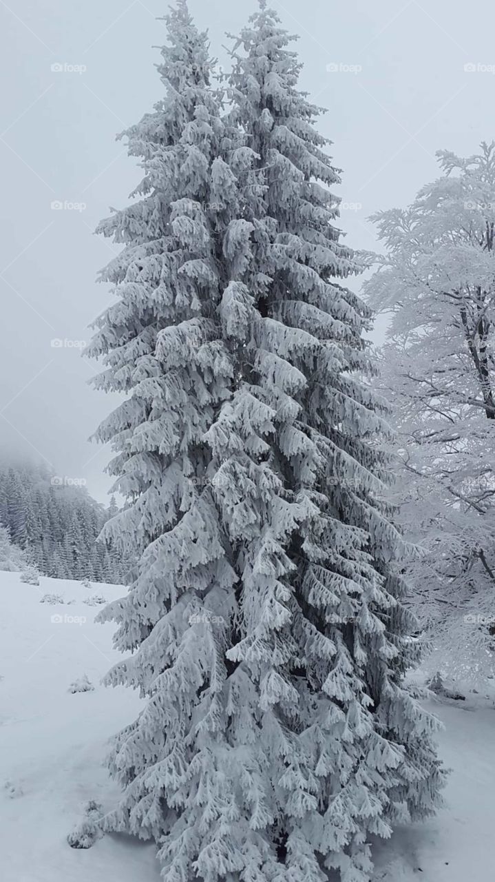 Winter, tree, snow,wood