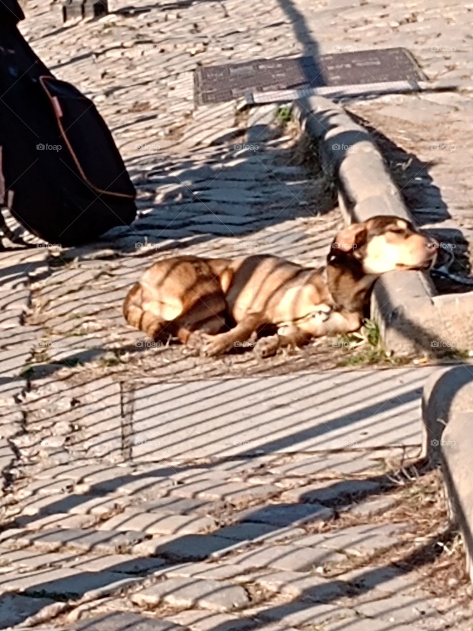 dog sleeping