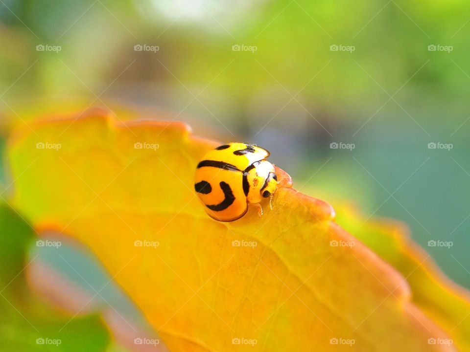 ladybug macro