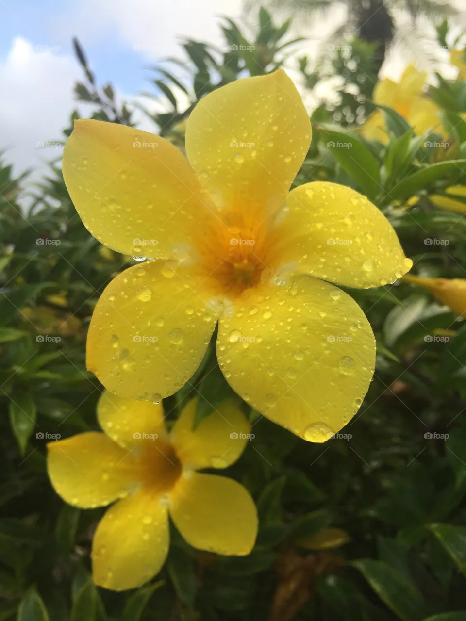 Flower 