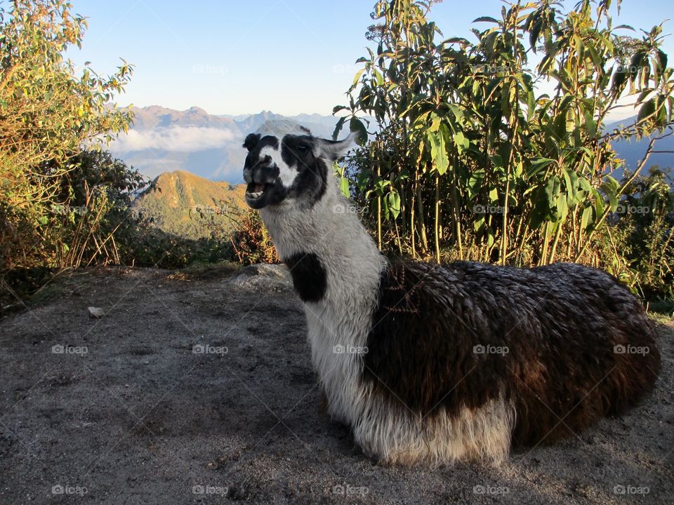 Alpaca sitting down on the Inca Trail, Peru