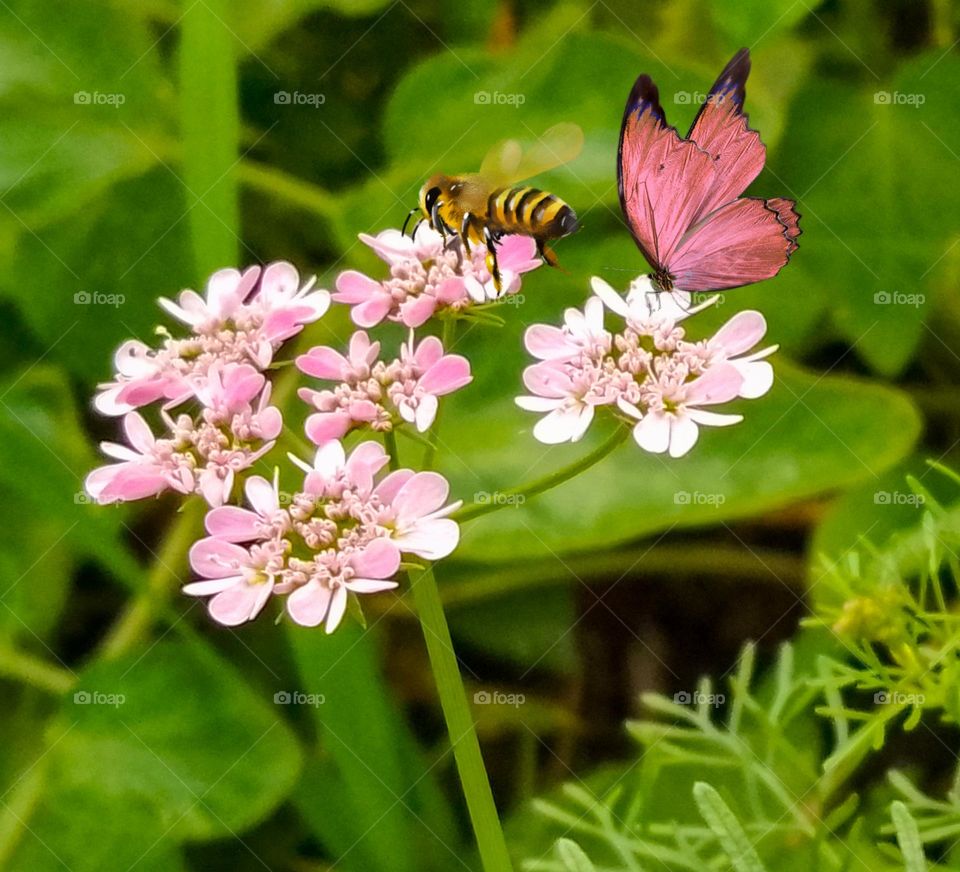 butterfly and bee like flower in the garden