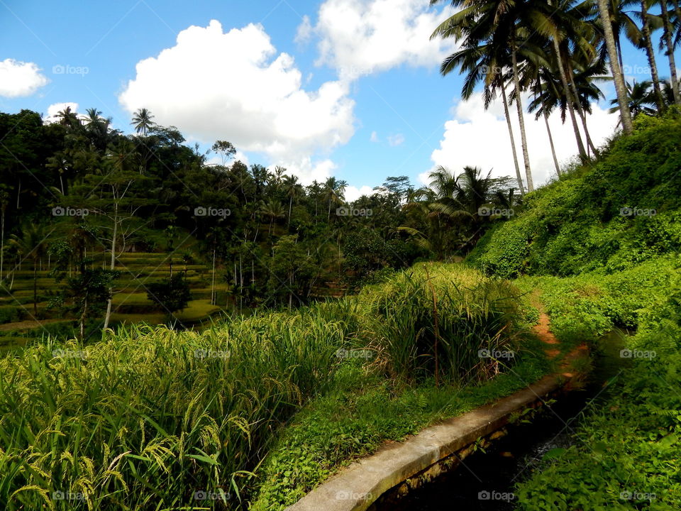 Tegalalang Ubud Bali