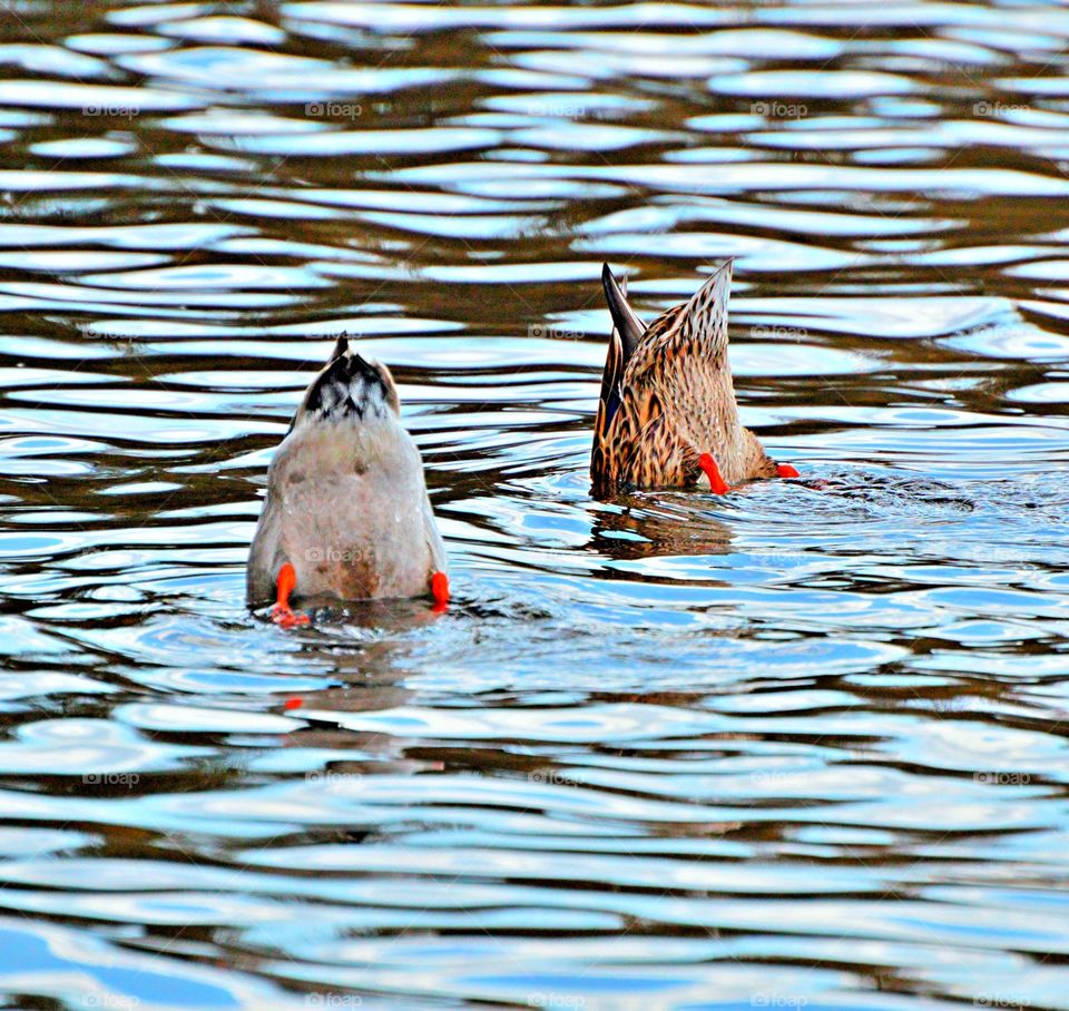 two ducks, a male and a female diving for food