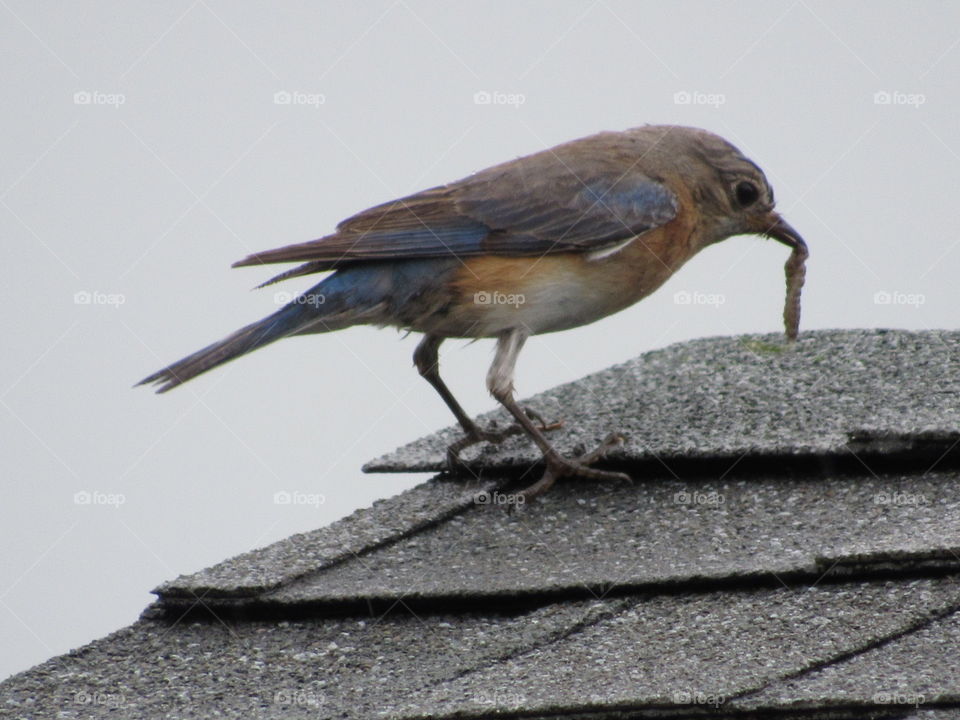 Female Bluebird eating