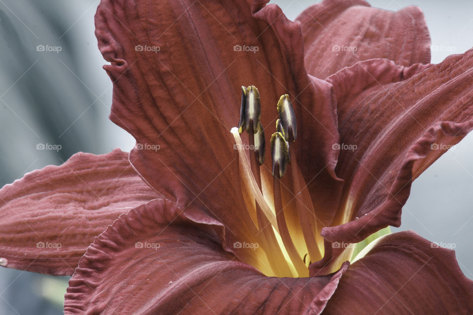 Macro shot of a Lilly