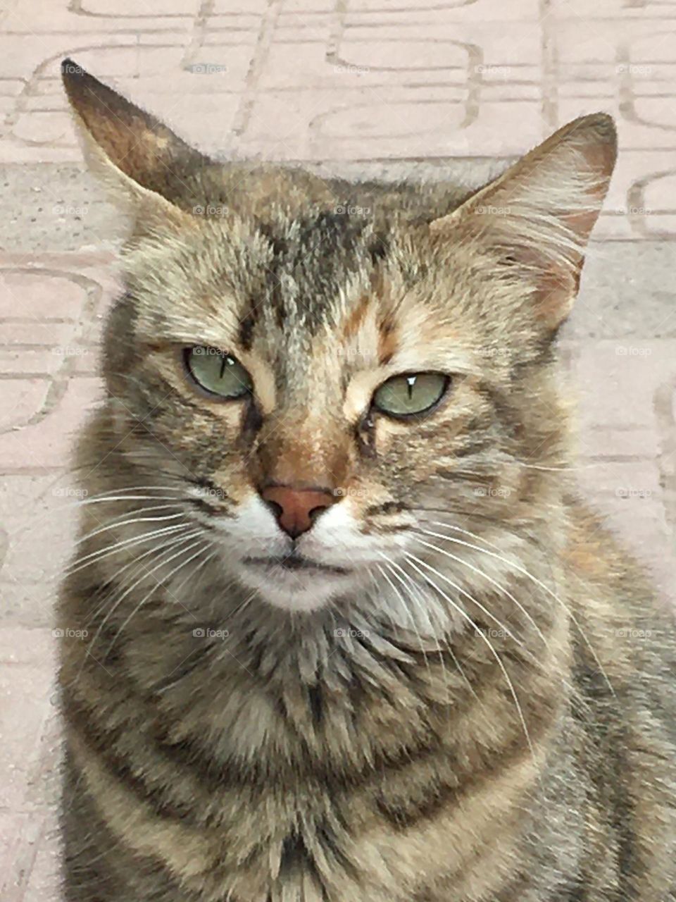 Beautiful grey cat