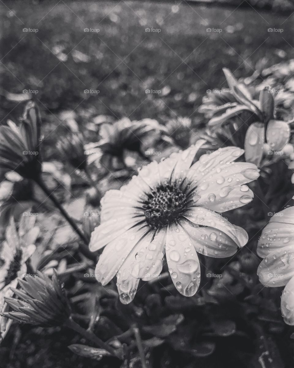 Flowers with without colour as beautiful in their own way