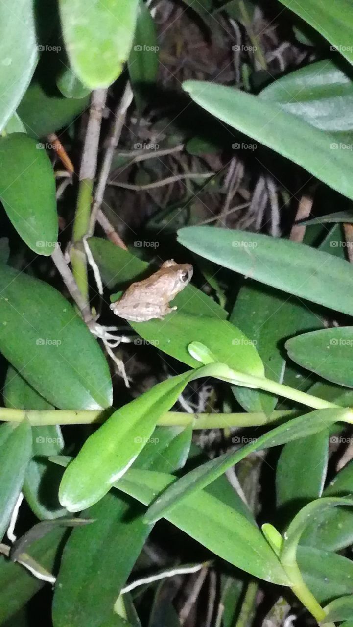 Trees Frog