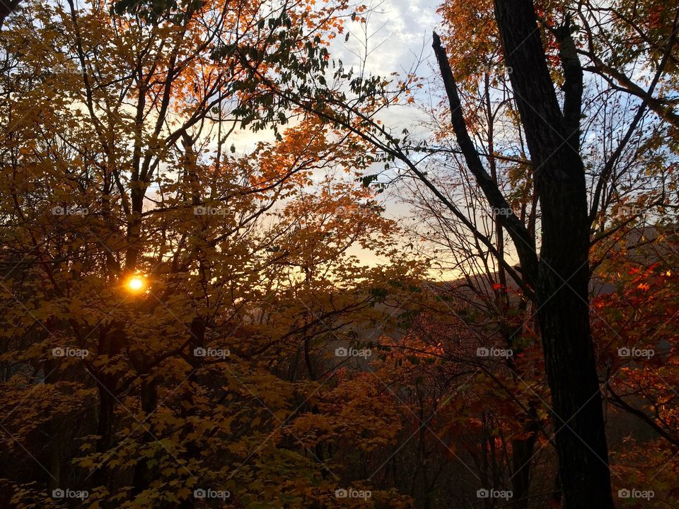 Fall, Tree, Leaf, Maple, Landscape