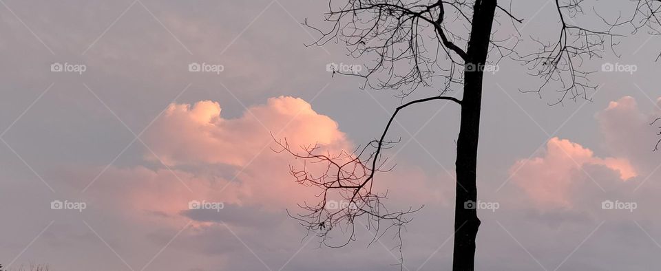 winter tree in pink cloud