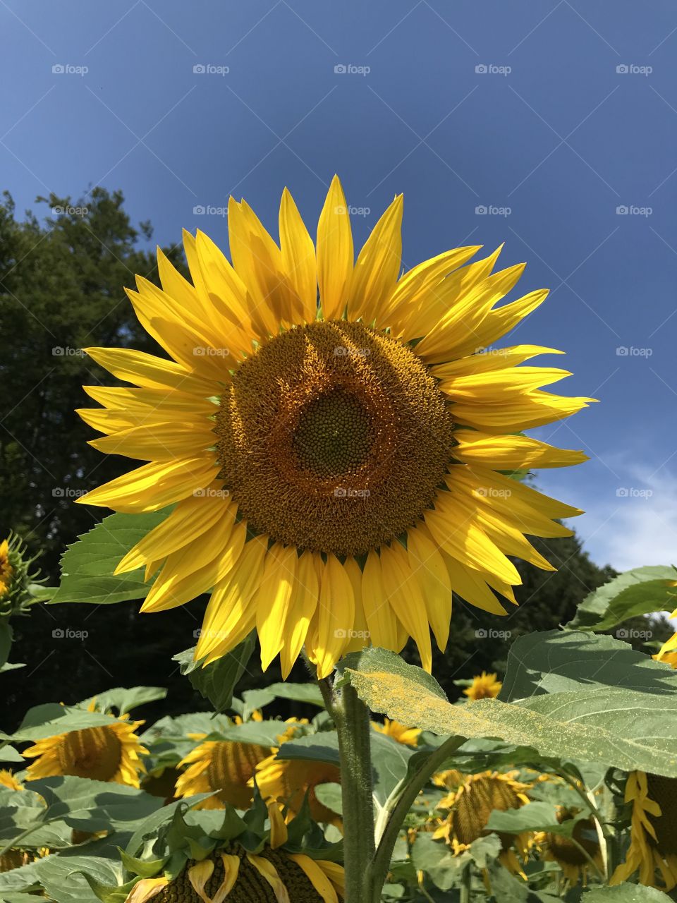 Sunflower 