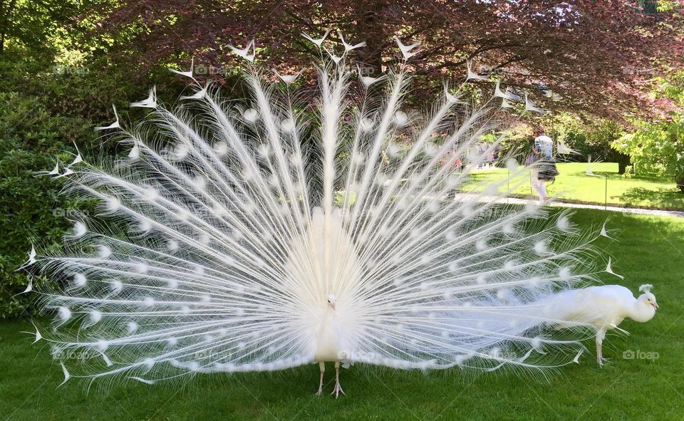 White albino peacock opening his tale on spring time 