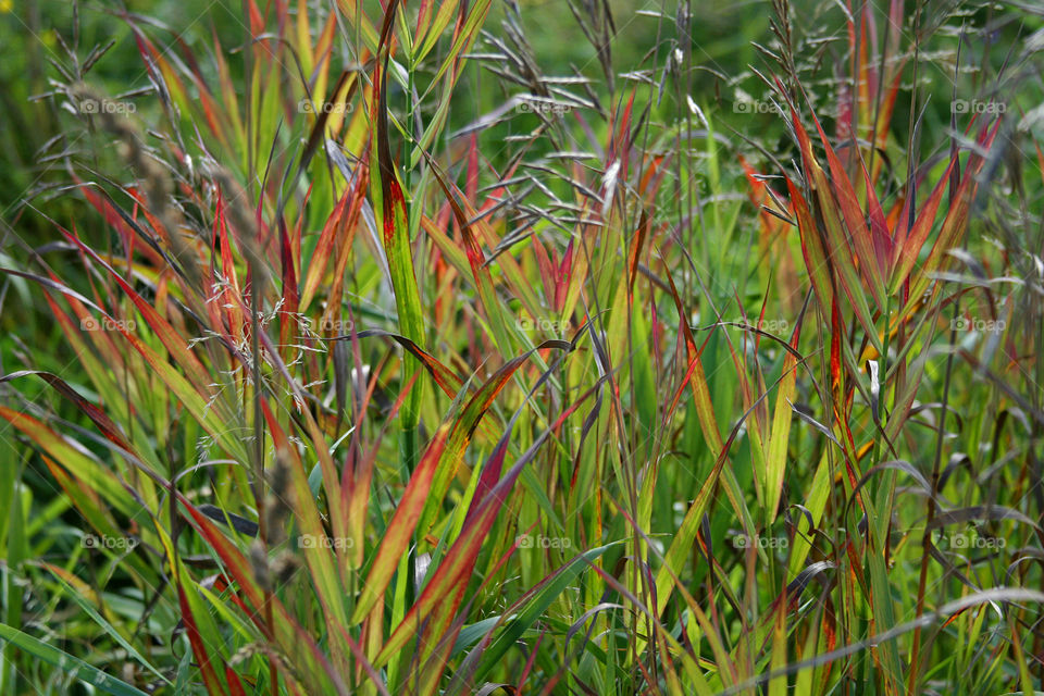 Grass on the field 