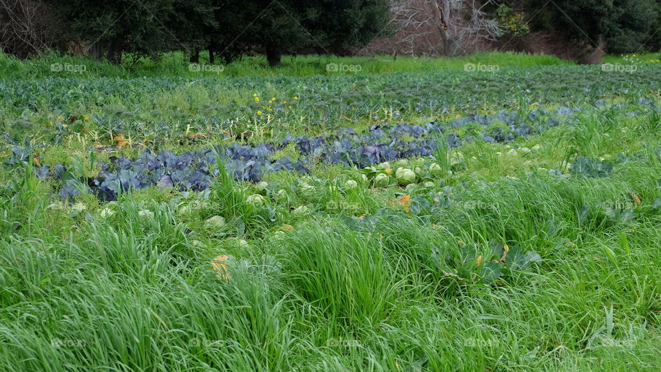 Vegetable garden