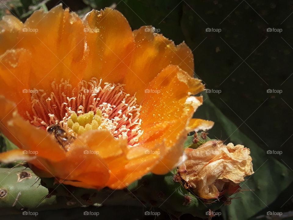 citrus flower at springtime.