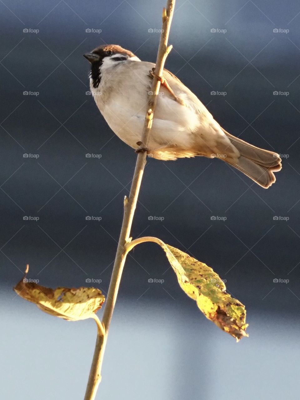 Sparrow