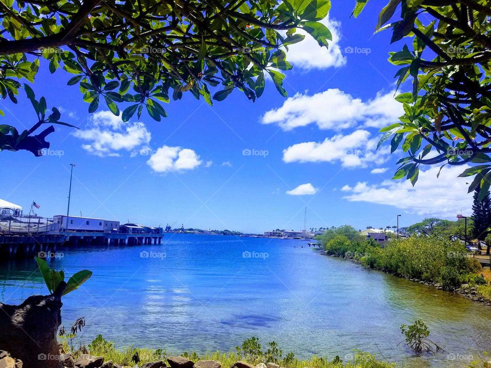 nature in Port Harbor Hawaii