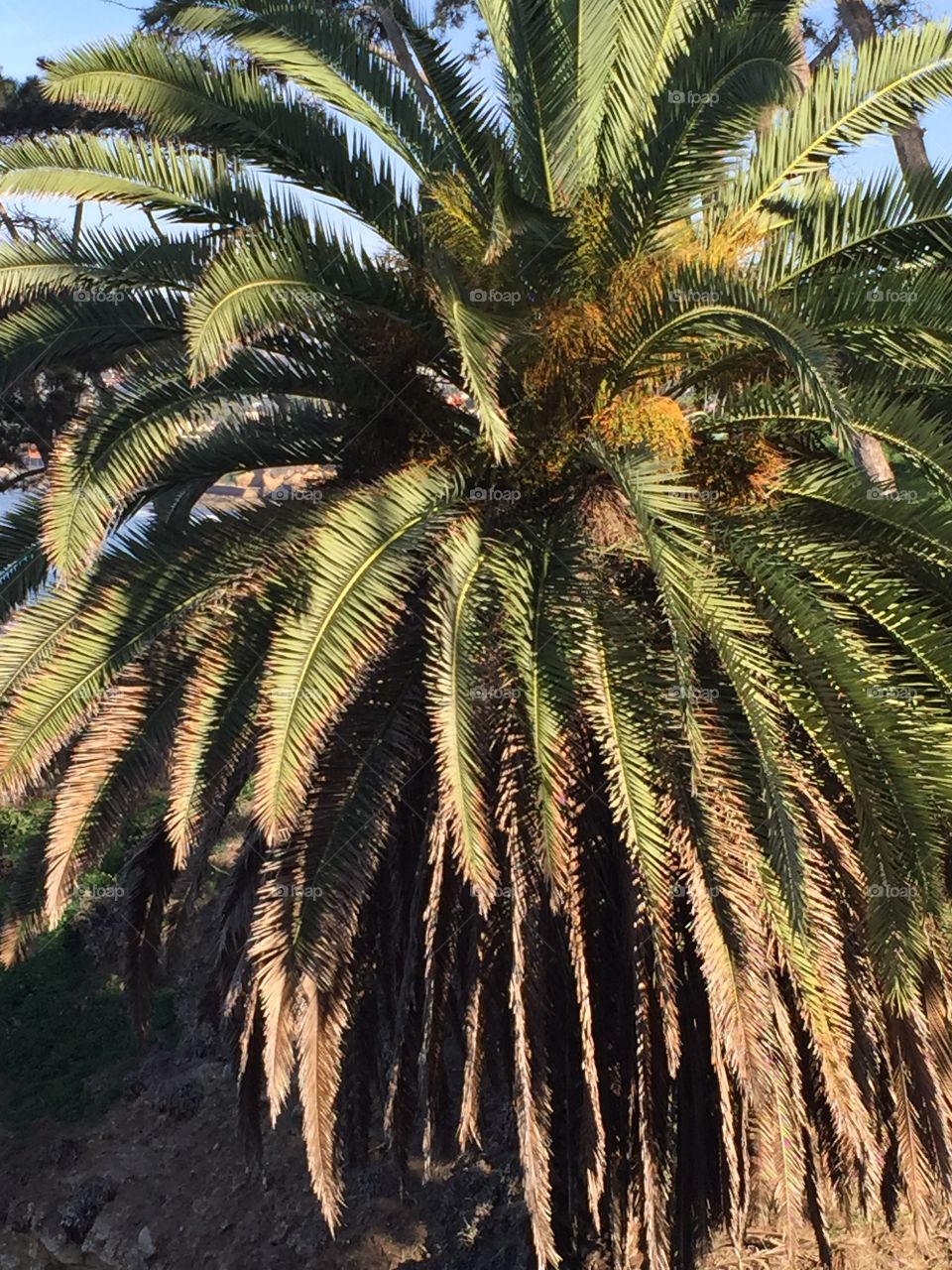 San Diego Palm Tree