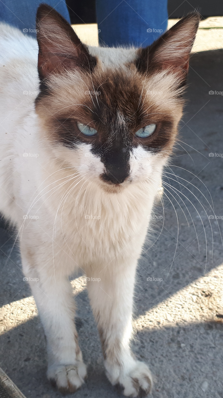 turkish cat staring