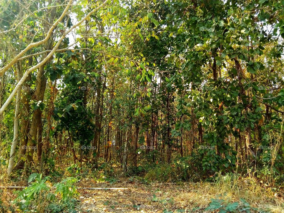 Tree, Forest, Nature