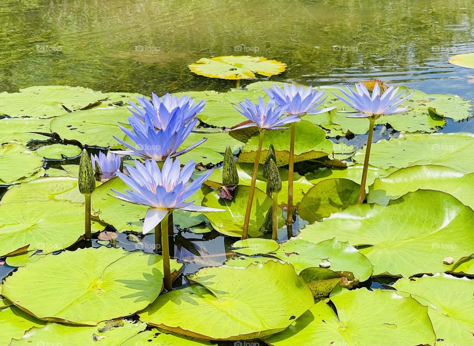 Lotus in the pond