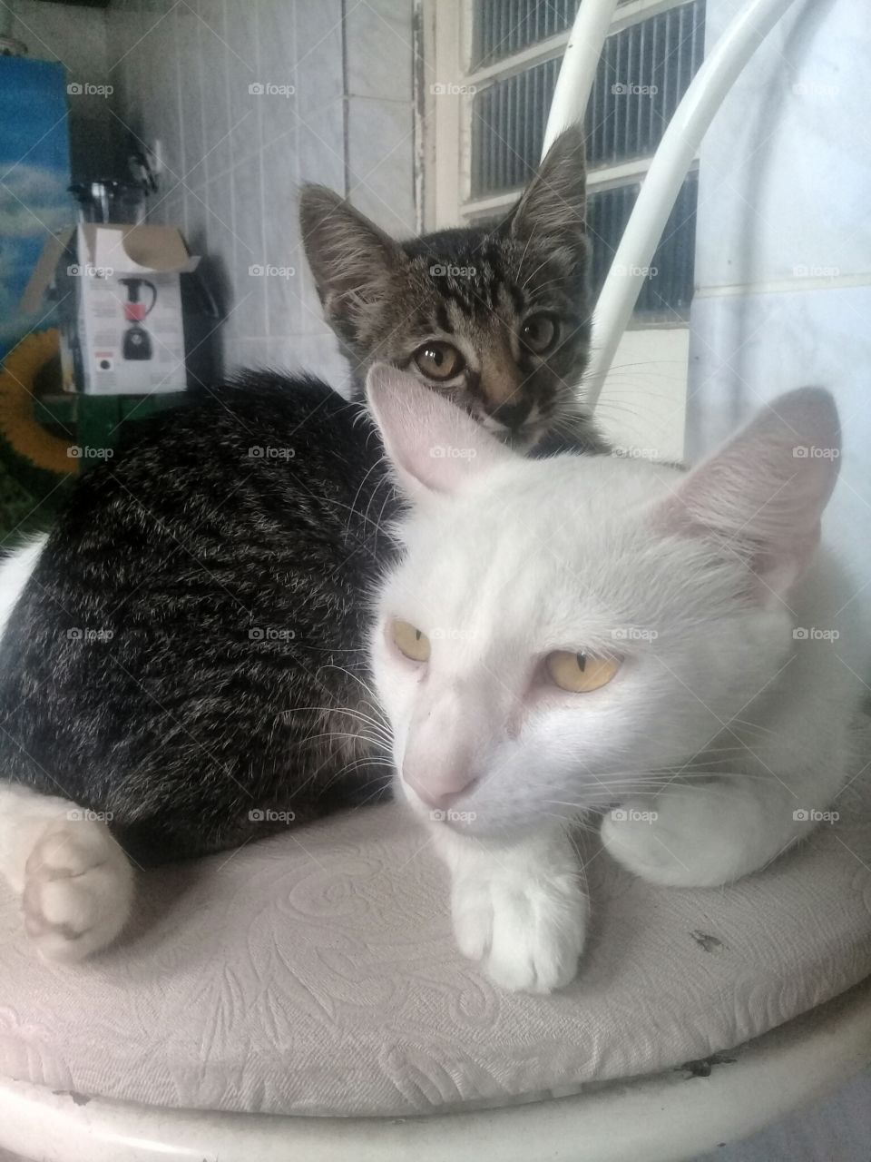 Gatos