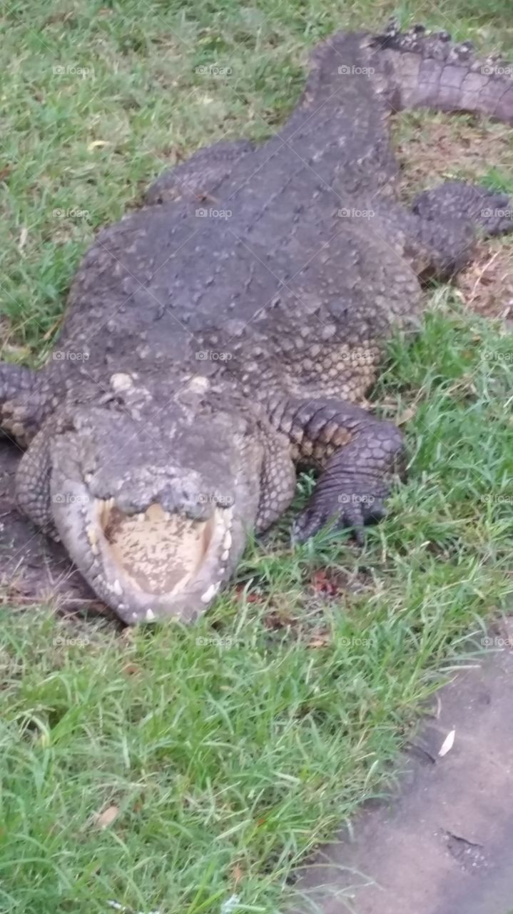 alligator