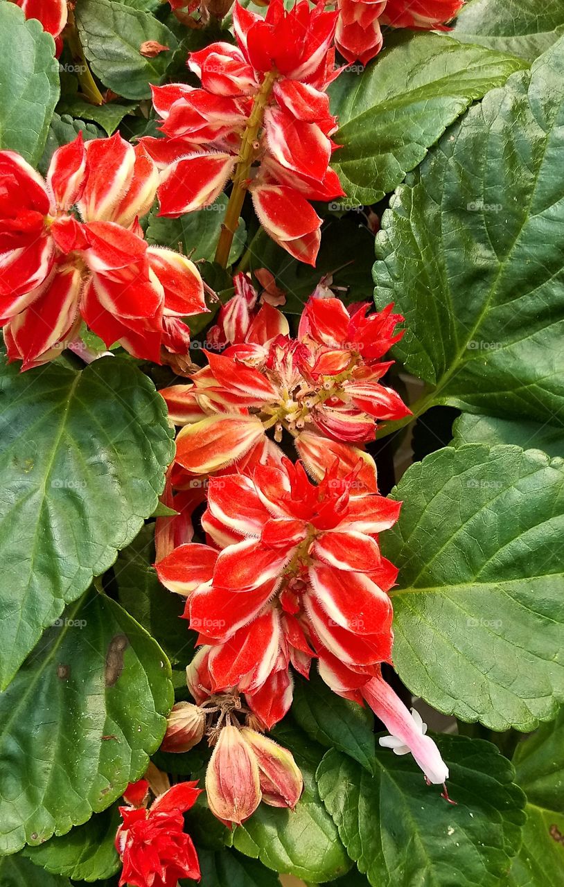 several red flowers with bright stripes running down them