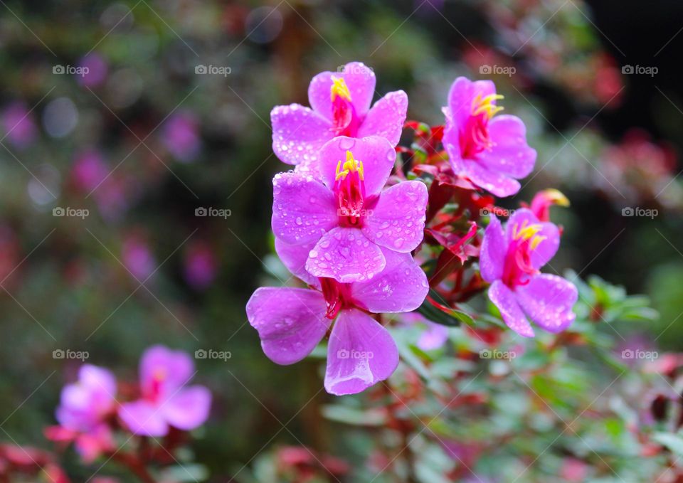 Tibouchina or princess flowers.  Beautiful pink tropical  flowers grow as small trees or shrubs