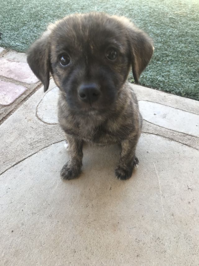 Puppy