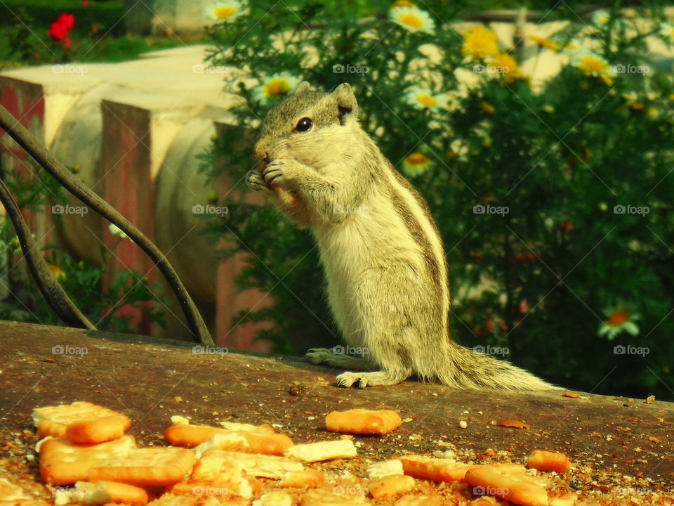 Squirrel lunchtime