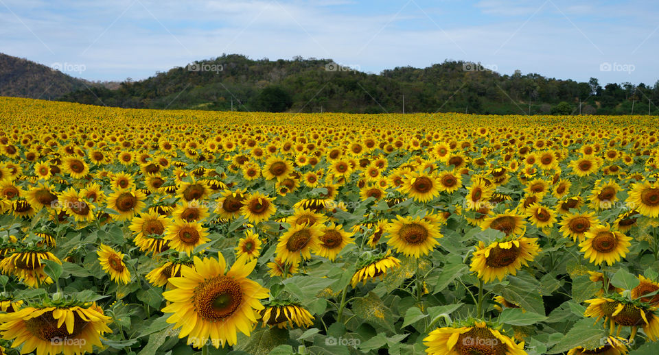 Sunflowers field 