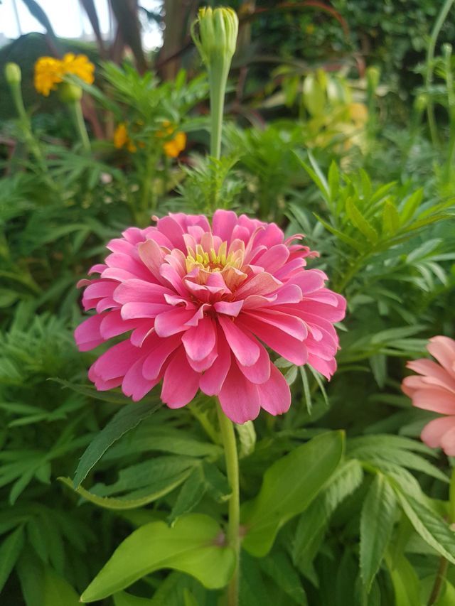 ENJOY-ZINNIA