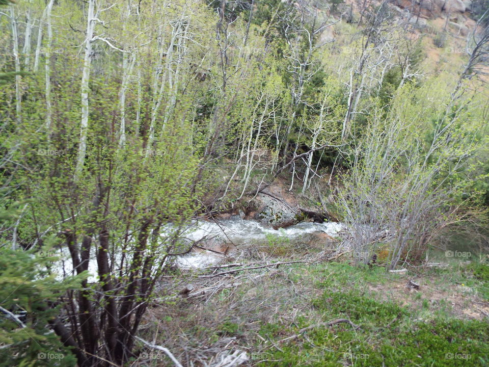 Pike's peak wilderness