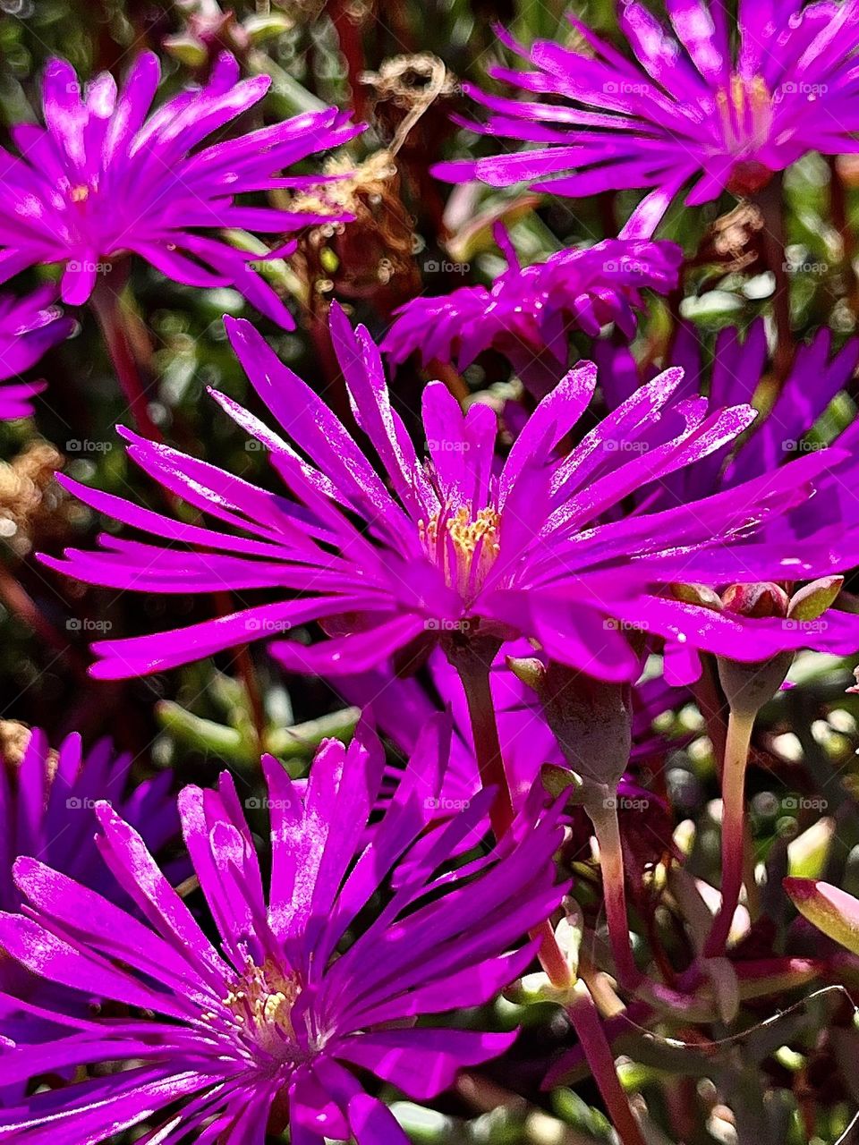 Trailing Iceplant with Pink Flowers